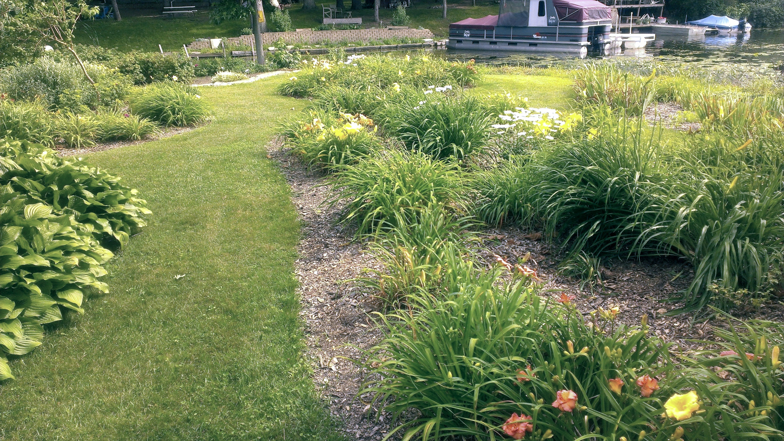 Daylily flowerbeds
